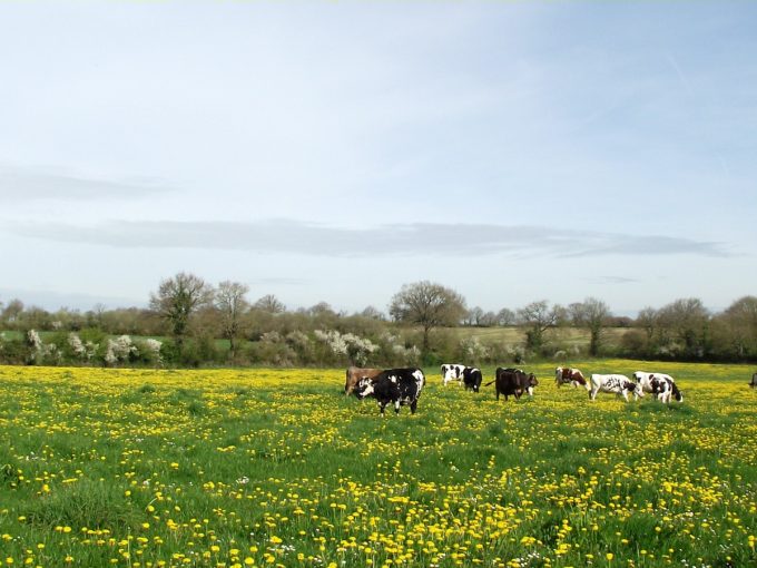 Vaches en pâturage
