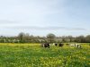 Vaches en pâturage