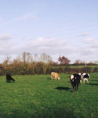 Ferme du biaù chemin des landes