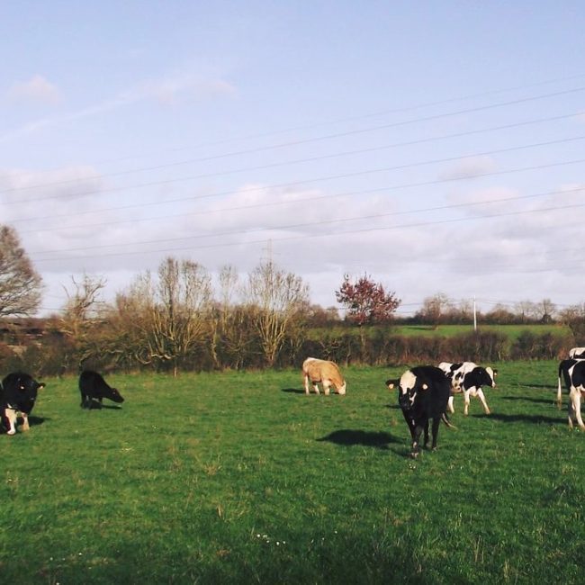 Ferme du biaù chemin des landes