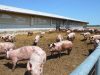Le Cochon d'Où Don - ébats extérieurs