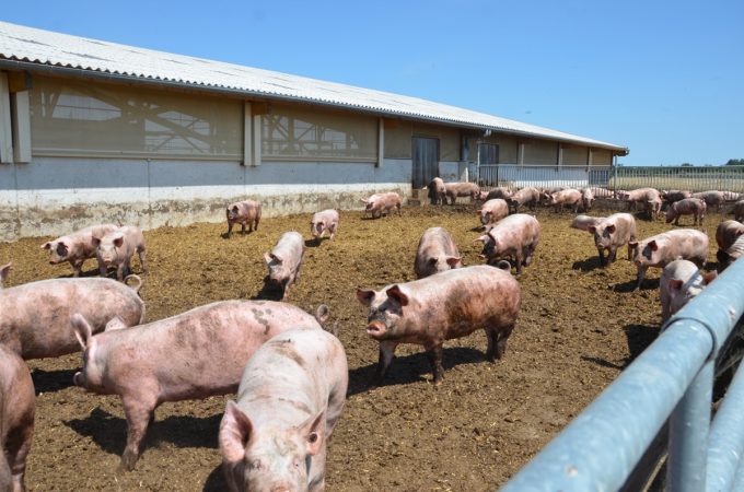 Le Cochon d'Où Don - ébats extérieurs