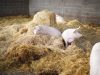 Le Cochon d'Où Don - élevé sur paille