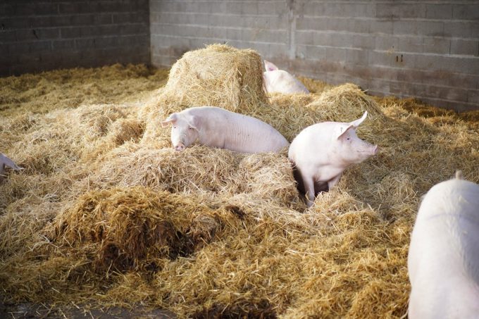 Le Cochon d'Où Don - élevé sur paille