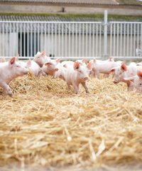 Le Cochon d&rsquo;Où Don