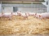 Le Cochon d&rsquo;Où Don