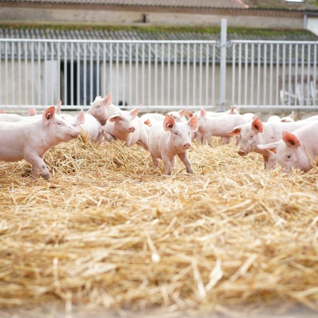 Le Cochon d’Où Don