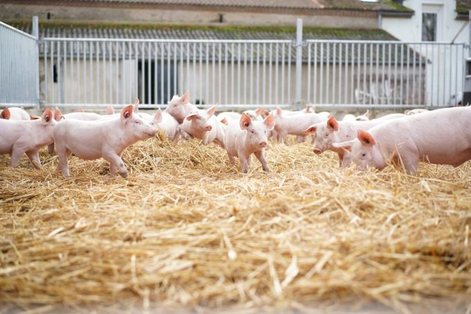 Le Cochon d&rsquo;Où Don