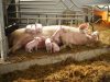 Le Cochon d'Où Don - truie et porcelets