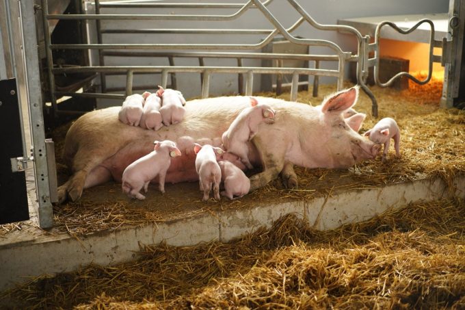 Le Cochon d'Où Don - truie et porcelets
