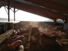Le Cochon d'Où Don - porc bio