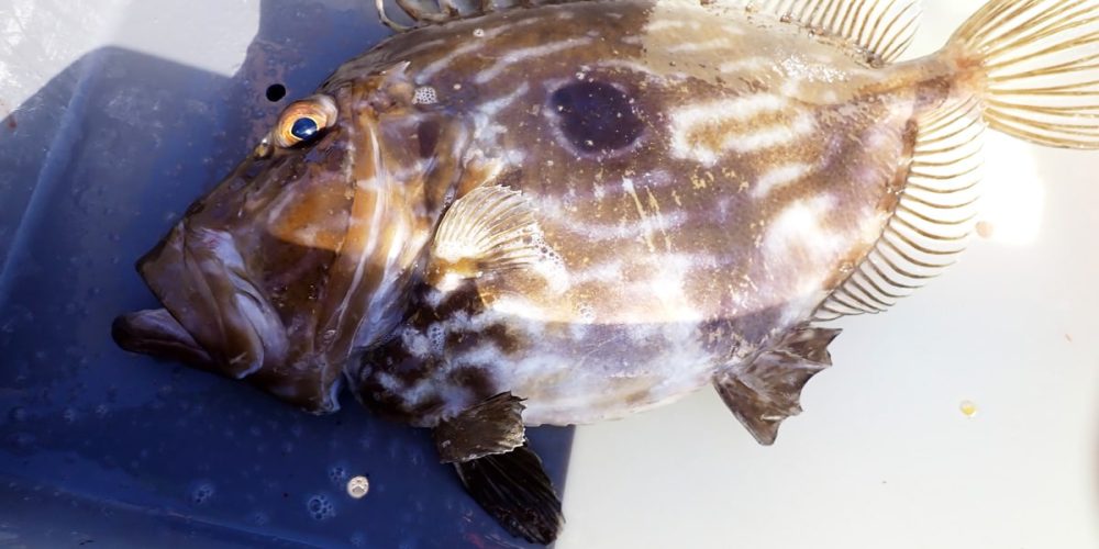 Le poisson Saint-Pierre :  Comment le cuisiner ? À quelle saison ?