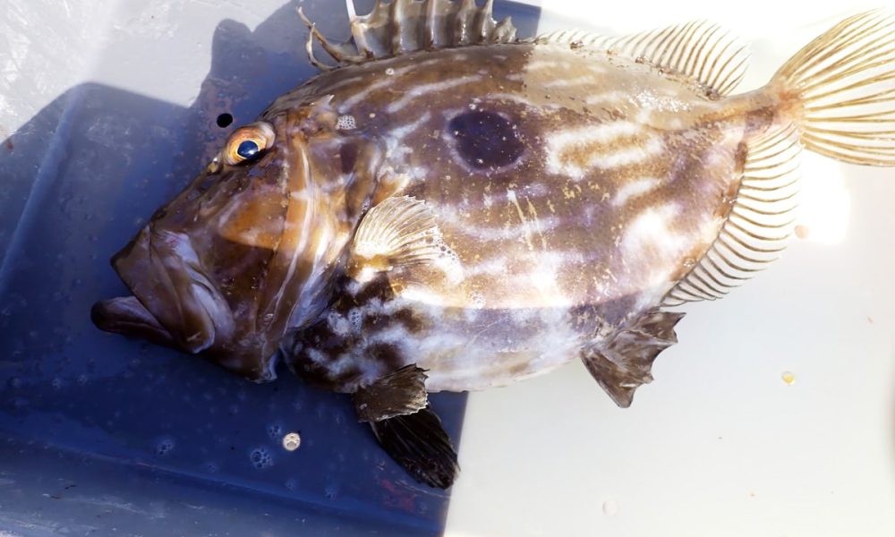 Le poisson Saint-Pierre :  Comment le cuisiner ? À quelle saison ?