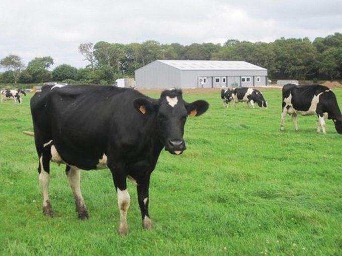 Vache laitière