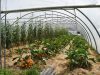 Serre de légumes