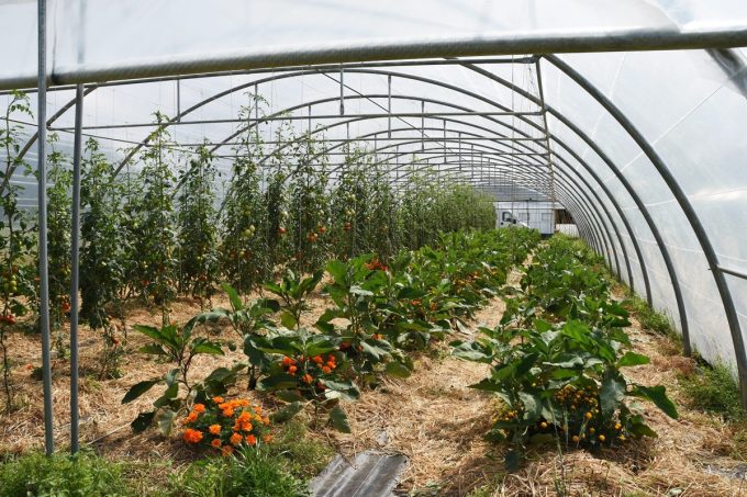 Serre de légumes