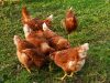 Poules et oeufs frais
