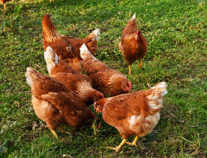 Poules et oeufs frais