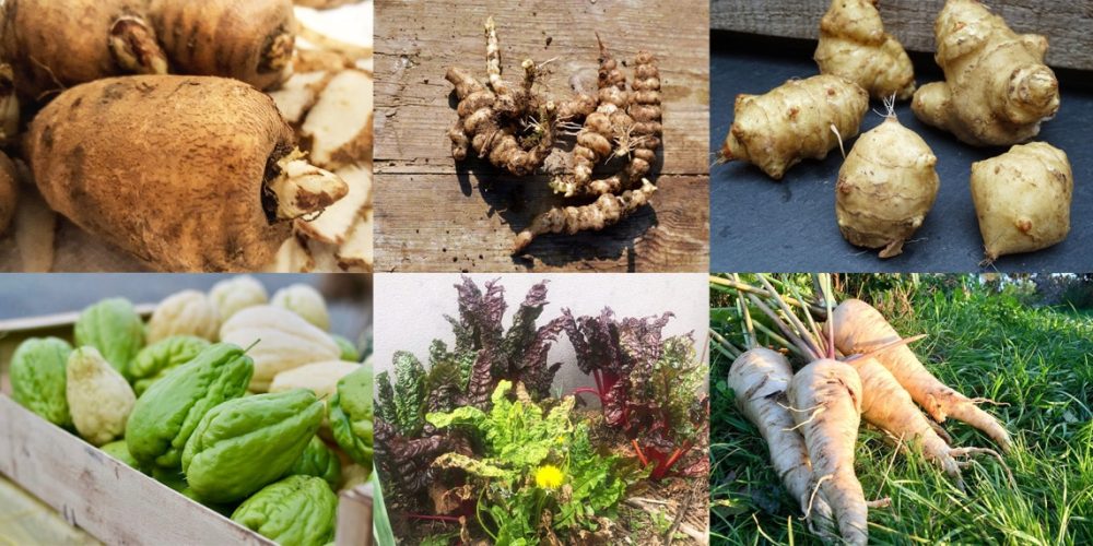 Top 15 des légumes anciens et oubliés [Liste + Conseils cuisine]