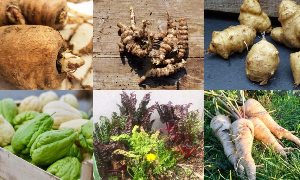 Top 15 des légumes anciens et oubliés [Liste + Conseils cuisine]