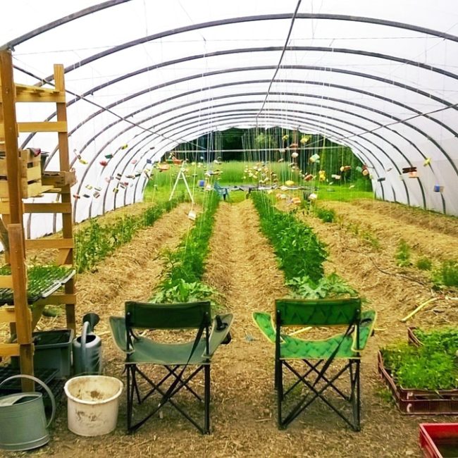 Les Légumes de La Forêt