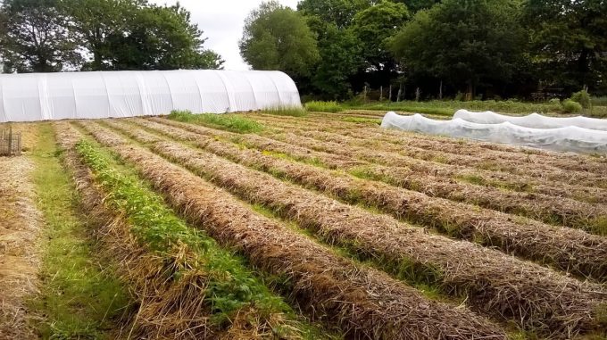 Légumes en extérieur