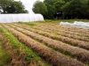 Légumes en extérieur
