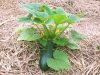 Courgette d'extérieur