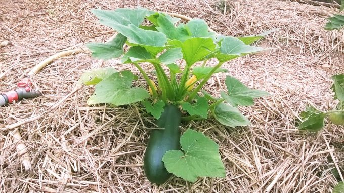 Courgette d'extérieur