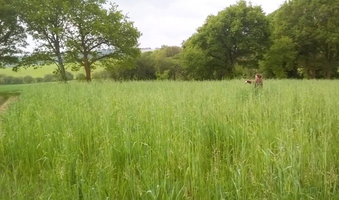 Angélique dans les champs