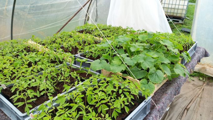 Les légumes de Fab - plants