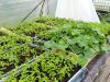 Les légumes de Fab - plants