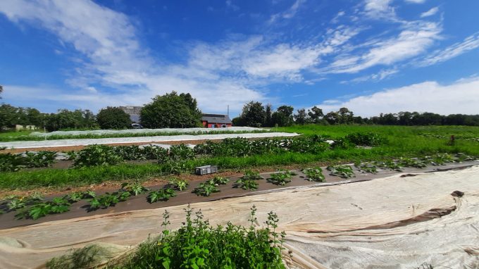 Les légumes de Fab - cultures plein champ