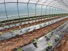 Serres de printemps