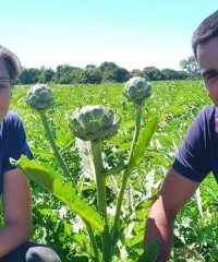 Les Bons Légumes de Kerlijouan