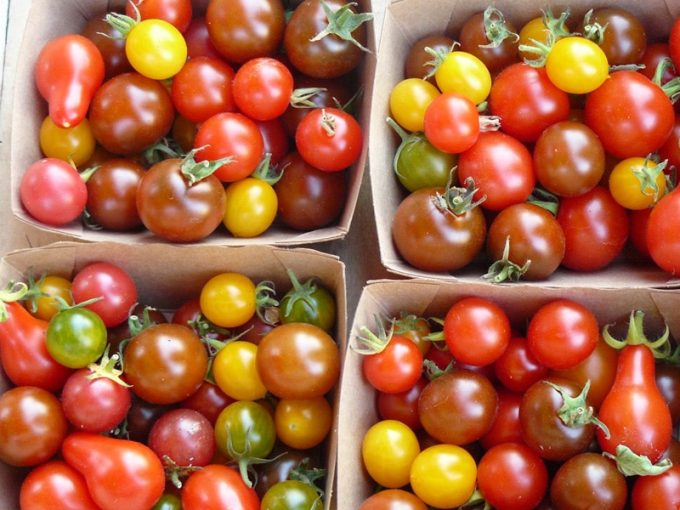 Tomates cerises