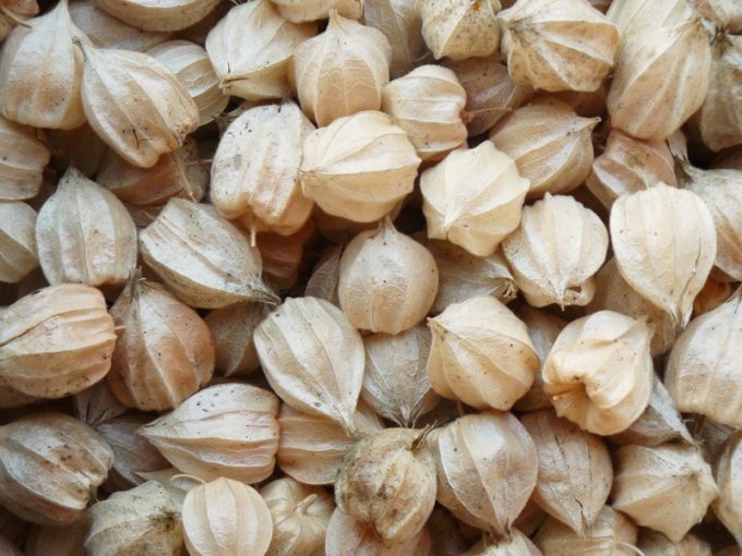 Physalis ou 