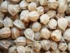 Physalis ou 