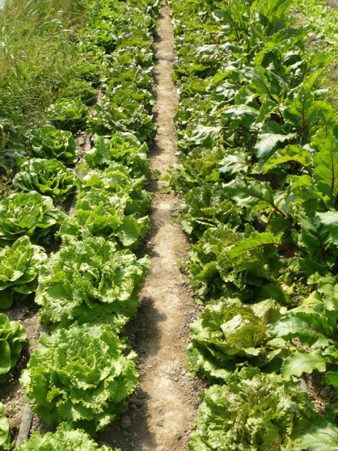 Salades - plus de 25 variétés