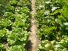 Salades - plus de 25 variétés