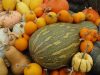 Courges et courgettes