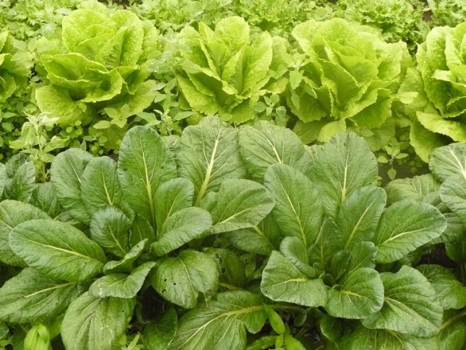 Aucun phytosanitaire utilisé