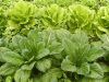 Aucun phytosanitaire utilisé