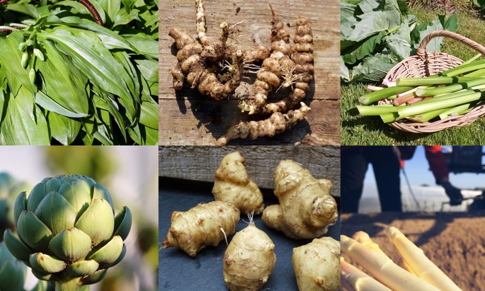 Légumes perpétuels : TOP15 des légumes faciles et productifs