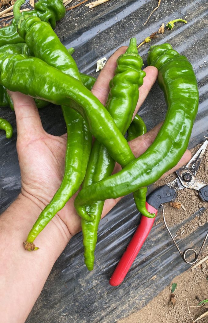 Légumons nous - piments