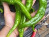 Légumons nous - piments