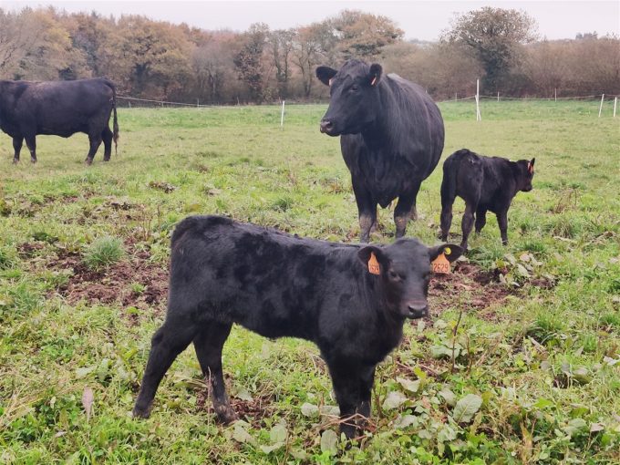 Les Angus de Kerlouet - veau angus