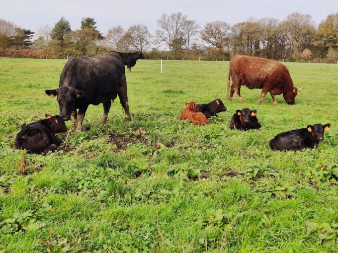 Les Angus de Kerlouet - angus et salers
