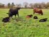 Les Angus de Kerlouet - angus et salers