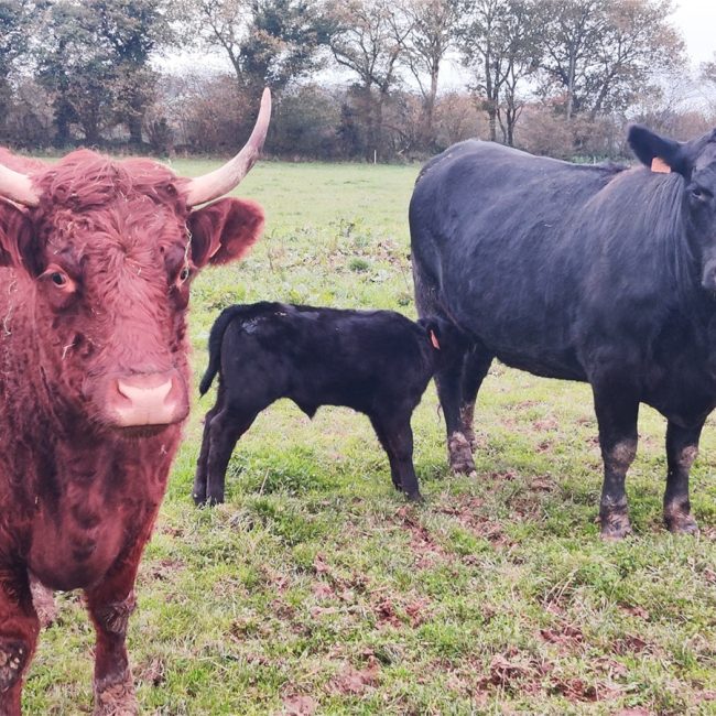 Les Angus de Kerlouet